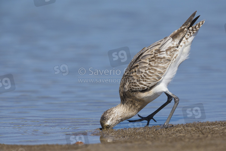 Bar-tailed Godwit